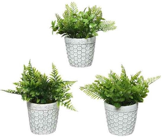Distressed Potted Shrubs
