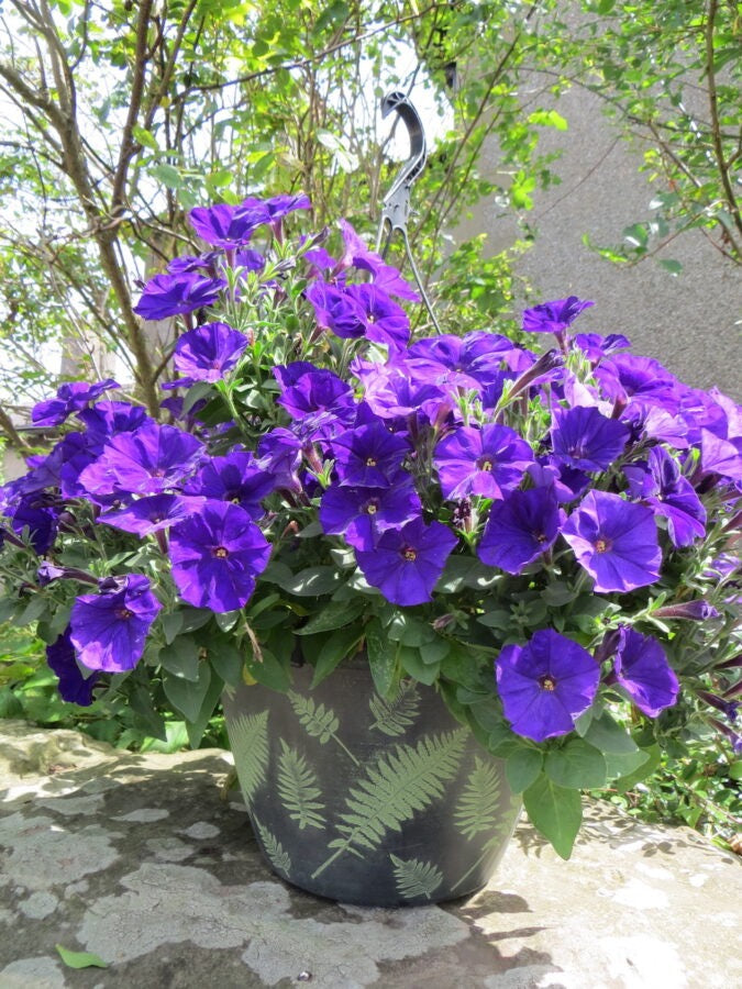 Fern Planter and Basket Collection