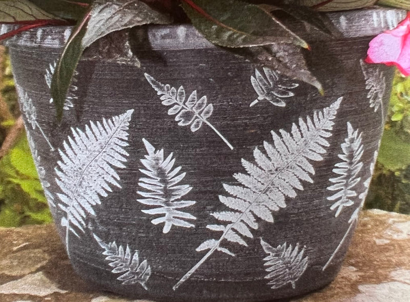 Fern Planter and Basket Collection