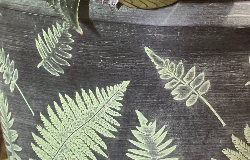 Fern Planter and Basket Collection