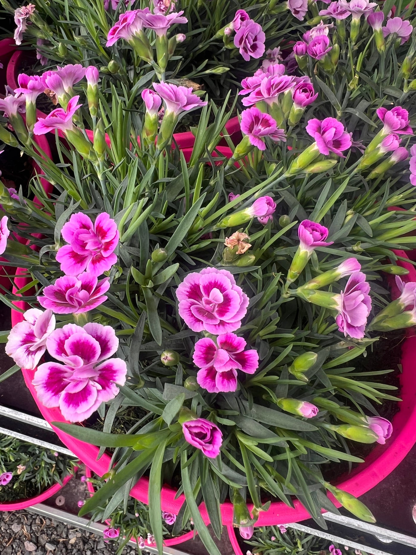 Locally Grown Plants & Rescue Deals