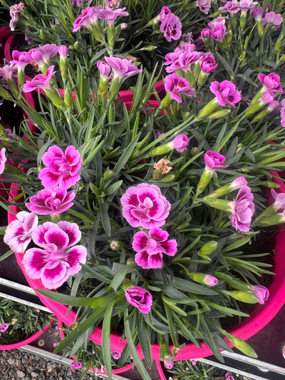 Locally Grown Plants & Rescue Deals