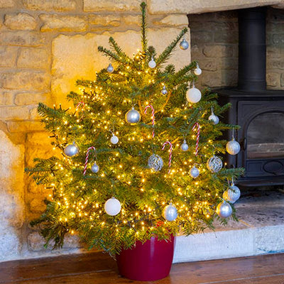 Real Premium Pot Grown Christmas Tree