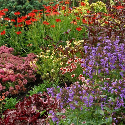 Annual & Perennial Plants