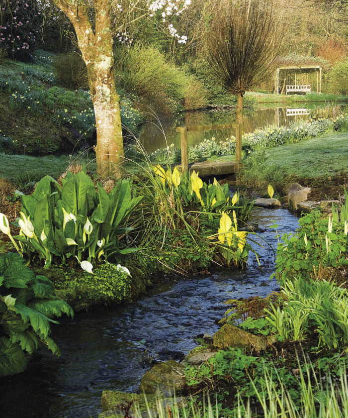 Moisture Loving Perennials
