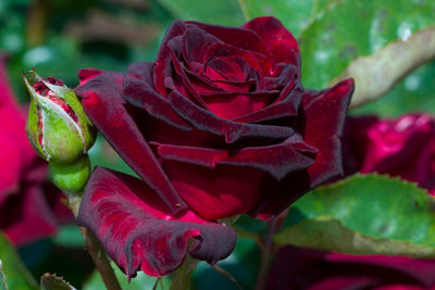 Roses