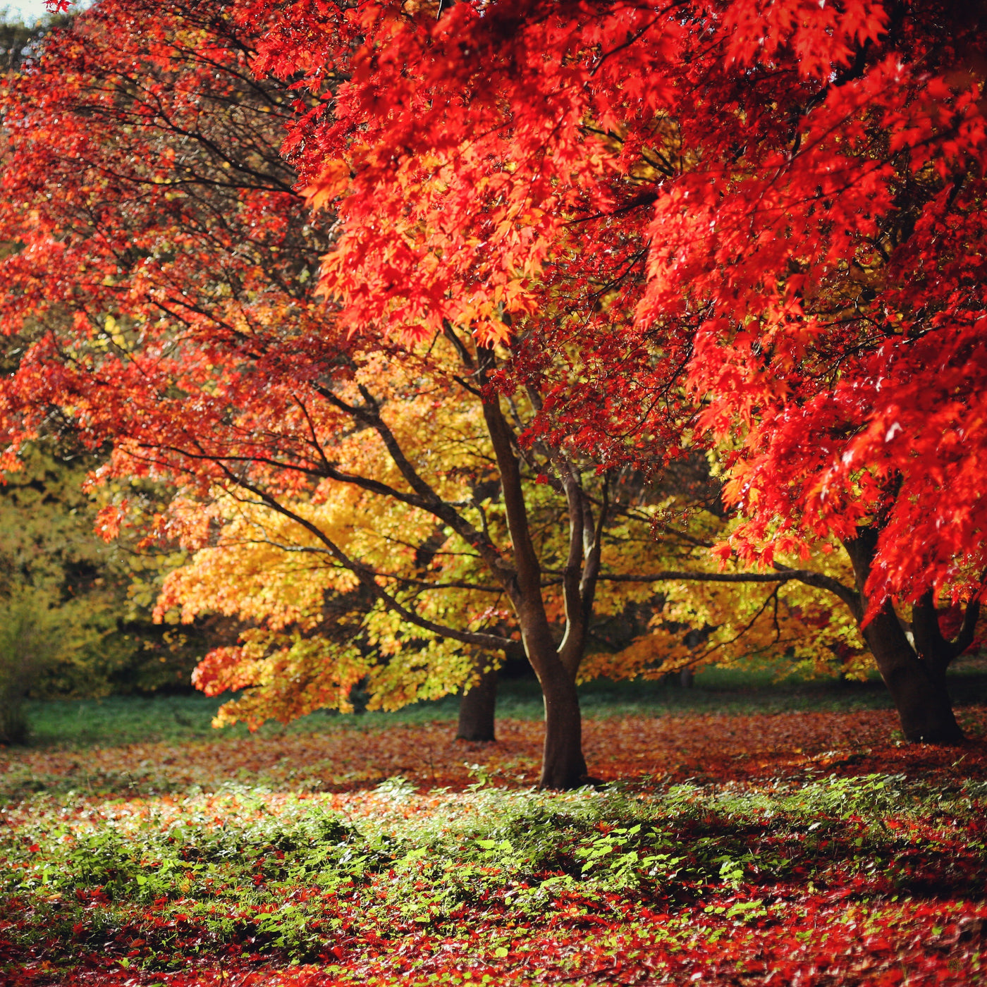 Trees & Feature Plants