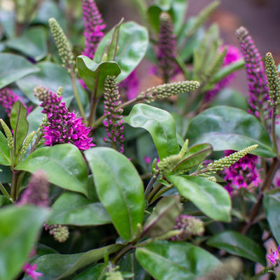 Shrubs