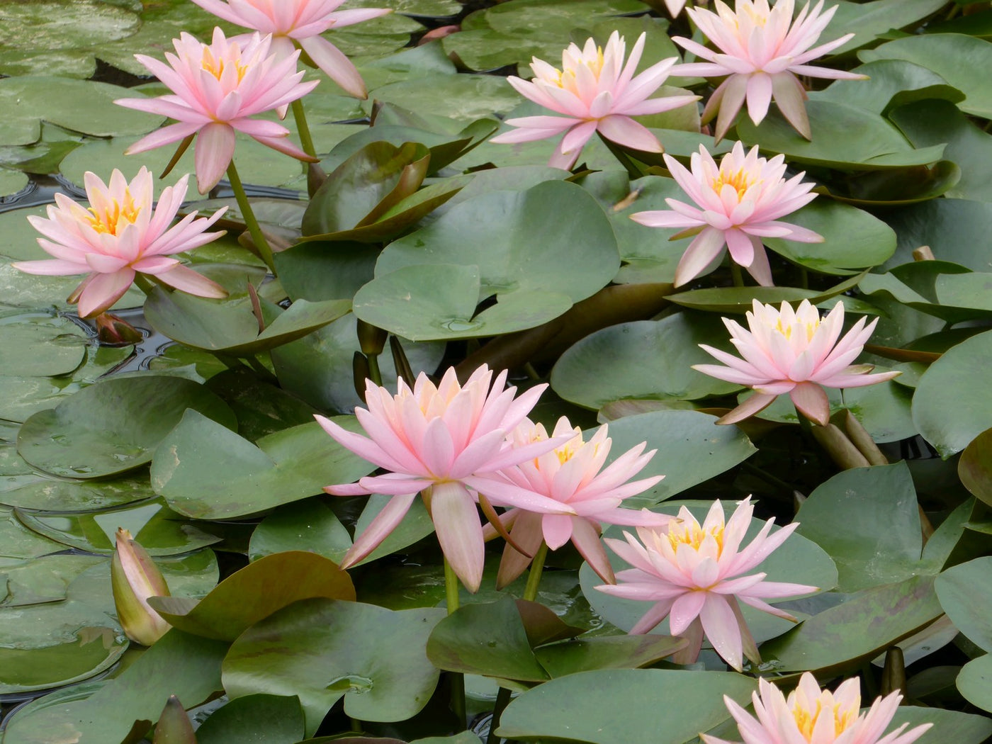 Aquatic Plants