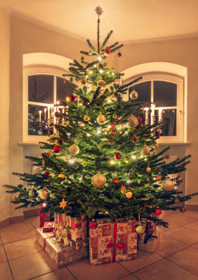 Real Premium Cut Christmas Trees