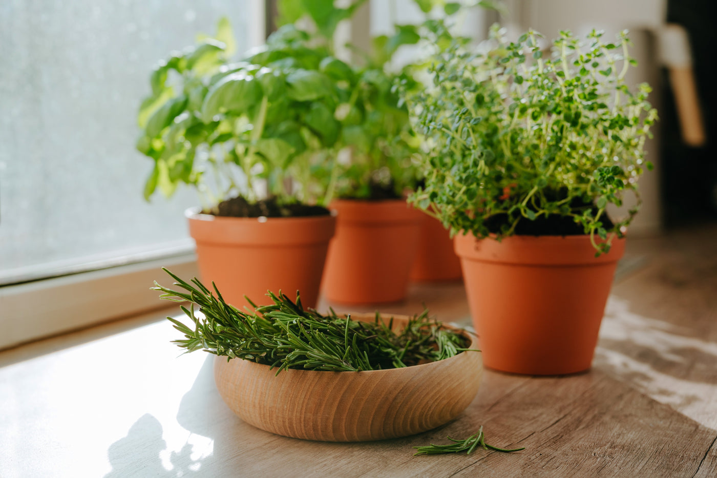Grow Your Own Herbs