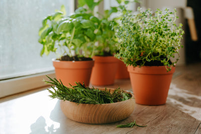 Grow Your Own Herbs