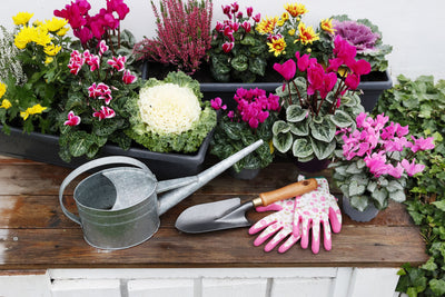 Bedding Plants - Autumn & Winter
