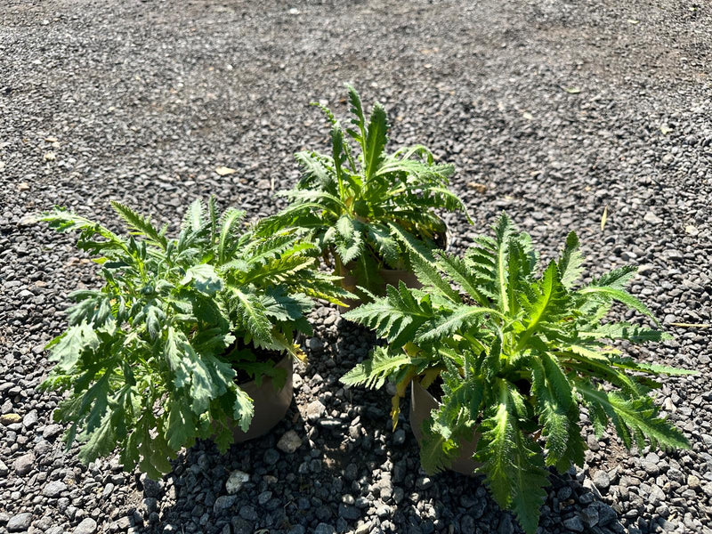 Rescue - Trio of Poppy Patty’s Plum 3 x 2L