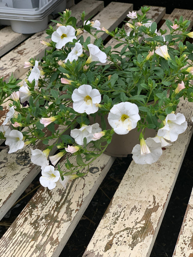Rescue - Calibrachoa Trio - 3 x 1L Pots