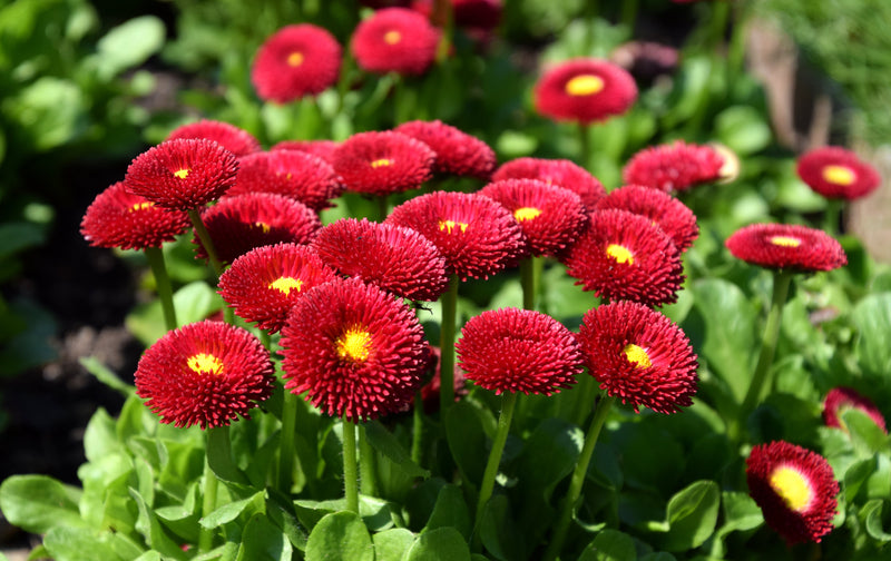 Bellis Bedding Plants - Red Colour Flowers, Garden Ready, 10.5cm Pots