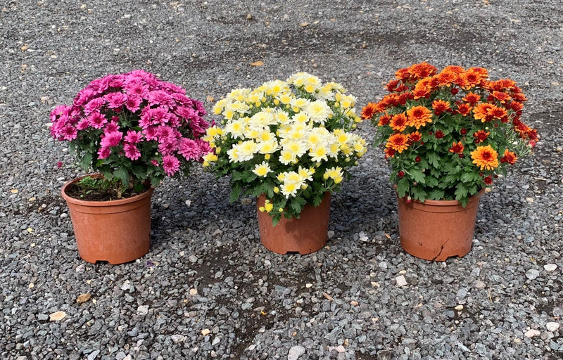 RESCUE - TRIO of Chrysanthemum Mix Colours - 3 x 2L Pots