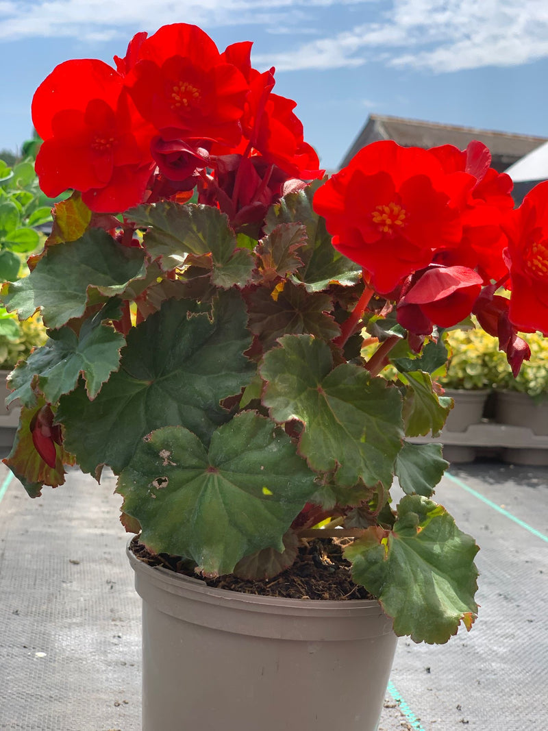 Rescue - Begonia Bundle - 4 x 1L Pots