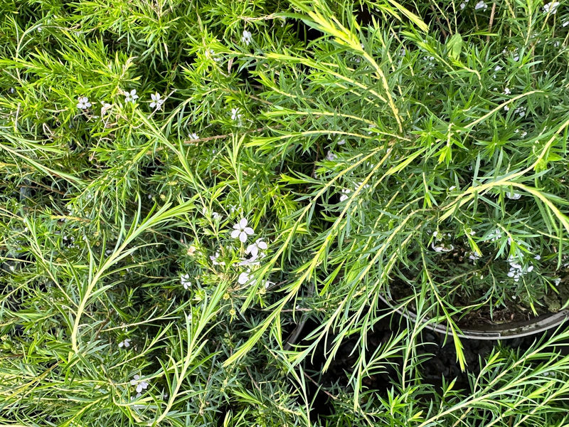 Rescue - Diosma Duo