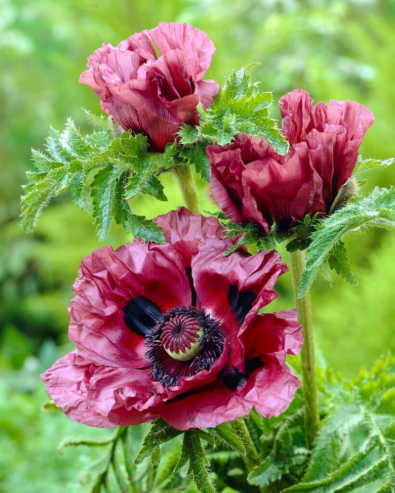 Rescue - Trio of Poppy Patty’s Plum 3 x 2L