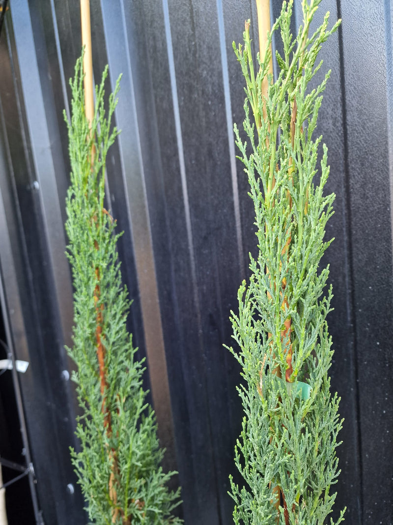 Pair of Tuscan Totem Pole Cypress tress - 2x 5L Pots