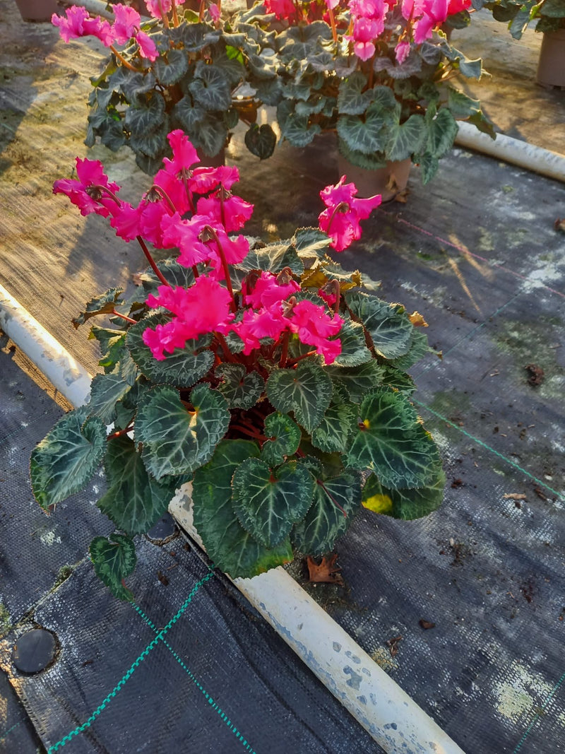 Rescue - Tray of 8 Beautiful Cyclamen Pots
