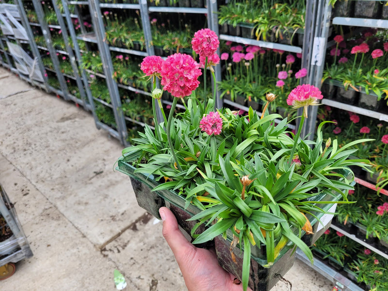 Pink Armeria - 12 10.5cm Plants in Bud & Bloom