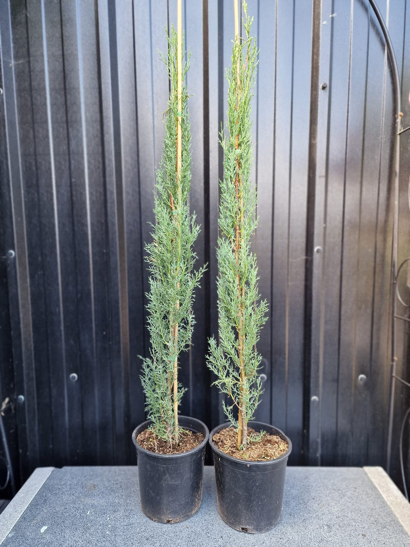 Pair of Tuscan Totem Pole Cypress tress - 2x 5L Pots