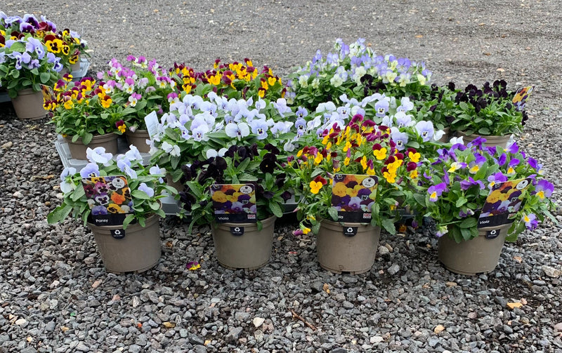 FOUR Beautiful Large Viola Pots - 4 x 1L pots