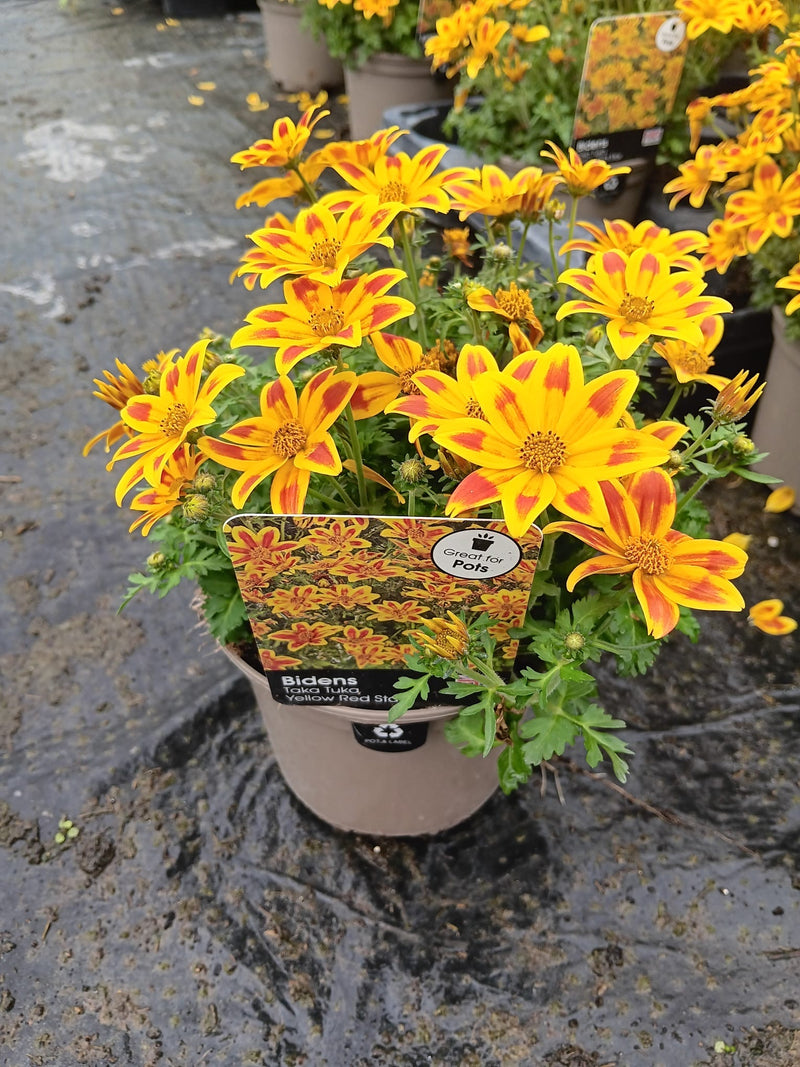Rescue - Bidens Trio - 3 x 1L Pots
