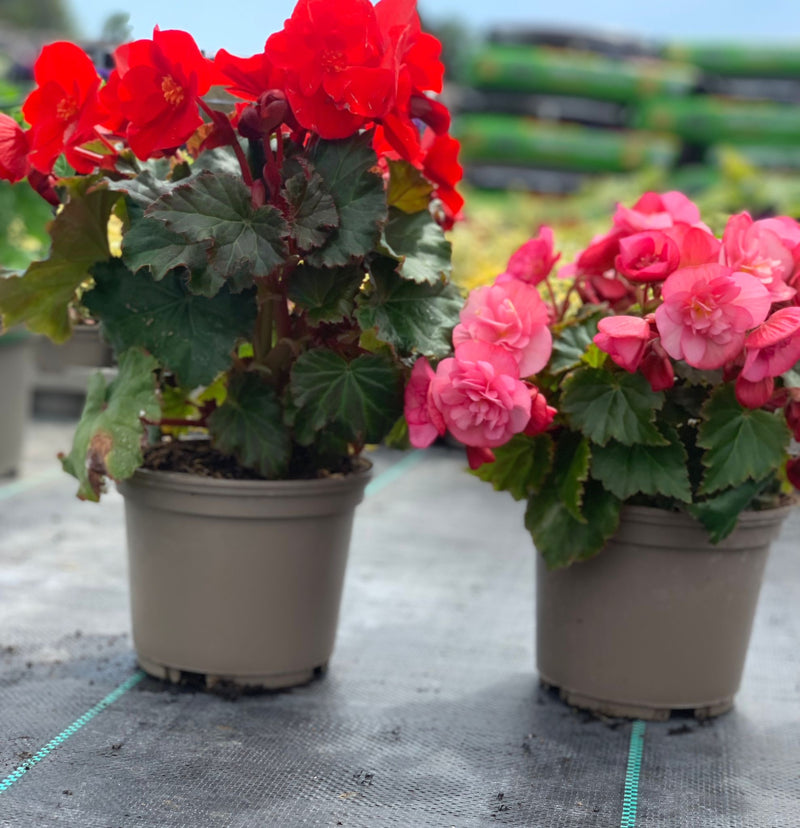 Rescue - Begonia Bundle - 4 x 1L Pots