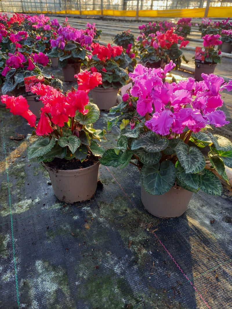 Rescue - Tray of 8 Beautiful Cyclamen Pots