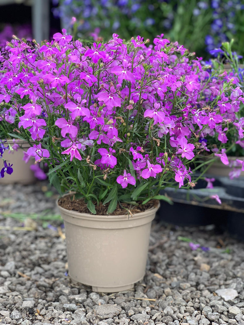 Rescue - Lobelia Trio - 3 x 1L Pots