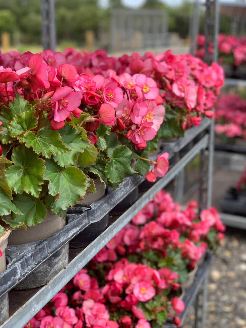 Rescue - Begonia Bundle - 4 x 1L Pots