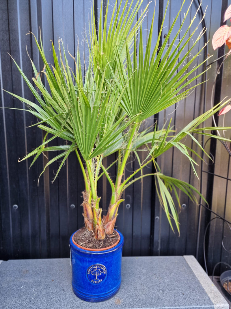 Pair of Giant Hardy Mexican Fan Palm - Washingtonia Robusta, 3-4ft tall