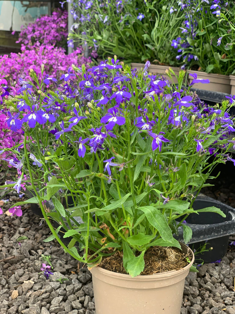 Rescue - Lobelia Trio - 3 x 1L Pots