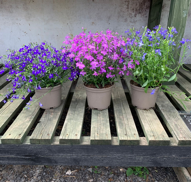 Rescue - Lobelia Trio - 3 x 1L Pots