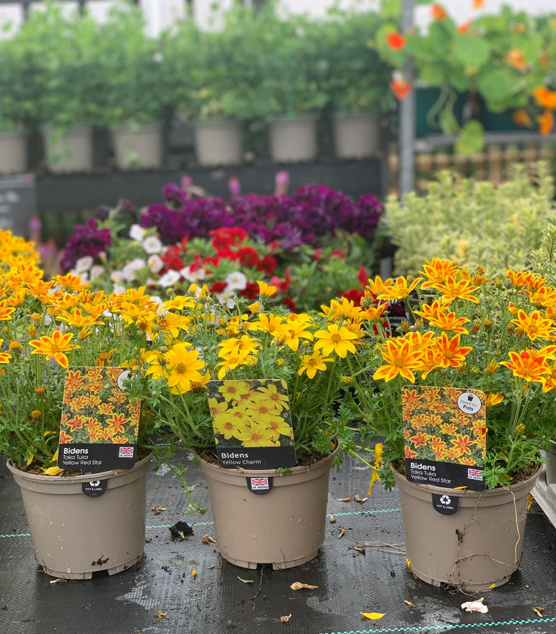 Rescue - Bidens Trio - 3 x 1L Pots