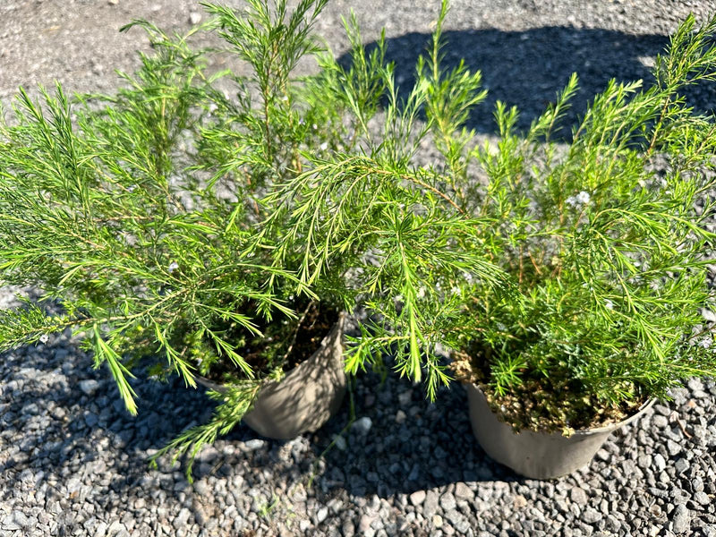 Rescue - Diosma Duo