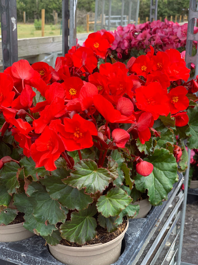 Rescue - Begonia Bundle - 4 x 1L Pots