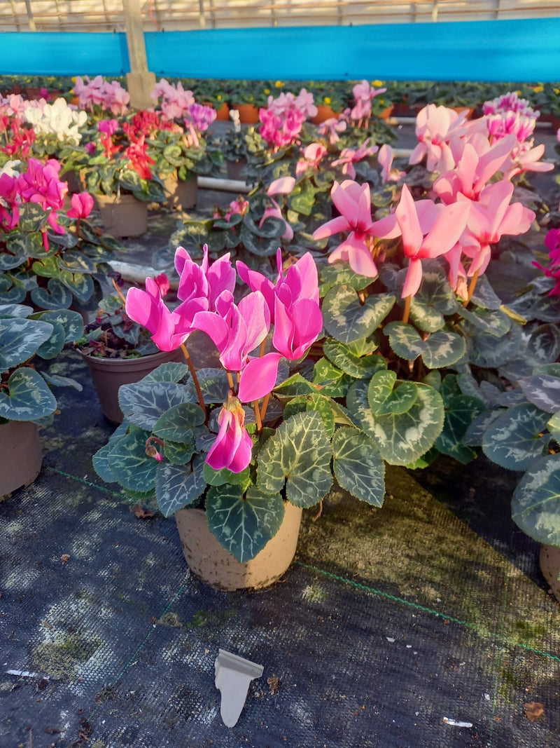 Rescue - Tray of 8 Beautiful Cyclamen Pots