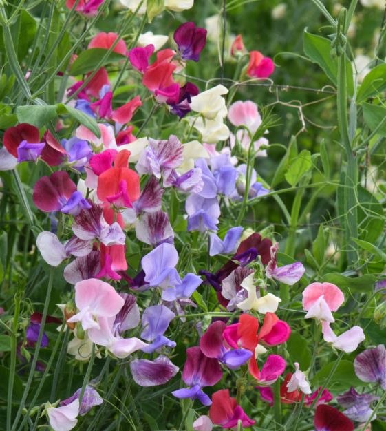 Rescue - Sweet Pea Trio - 3 x 2LPots