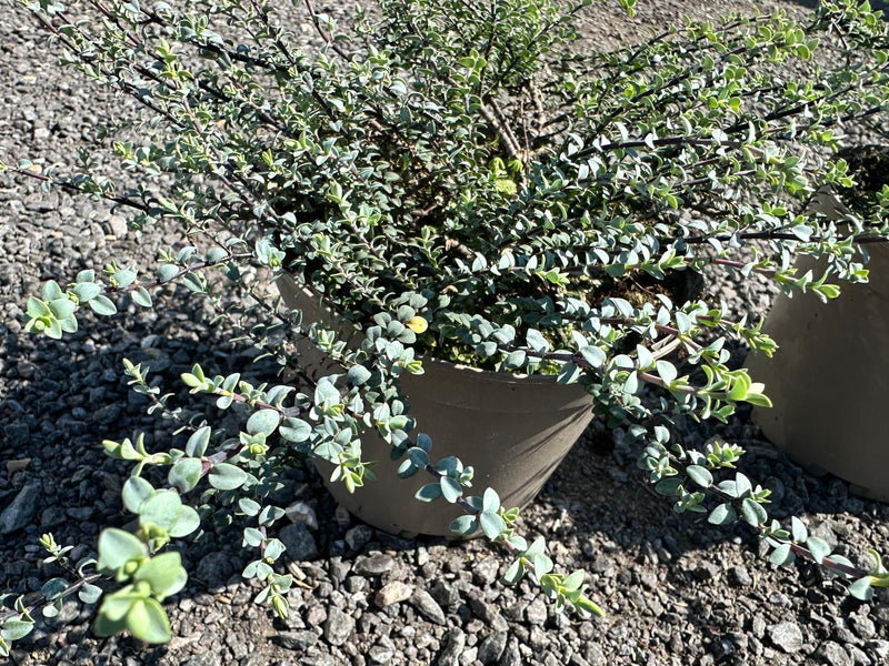 RESCUE - Duo of Hebe Quicksilver - 2 x 3L