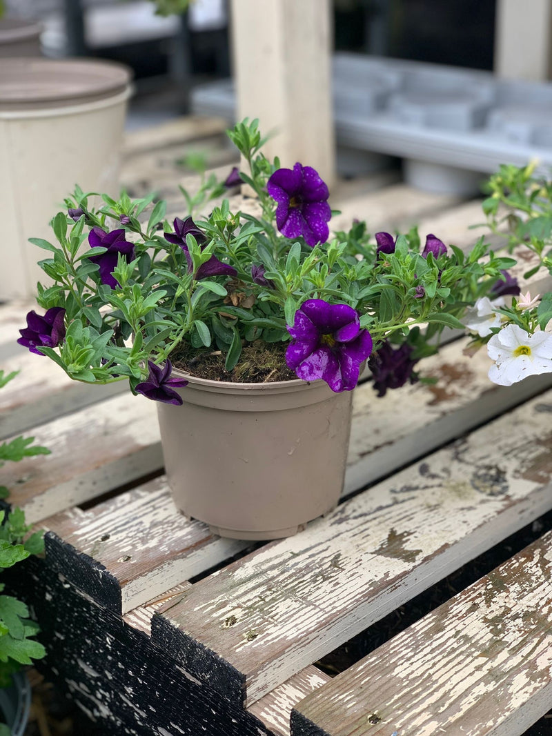 Rescue - Calibrachoa Trio - 3 x 1L Pots