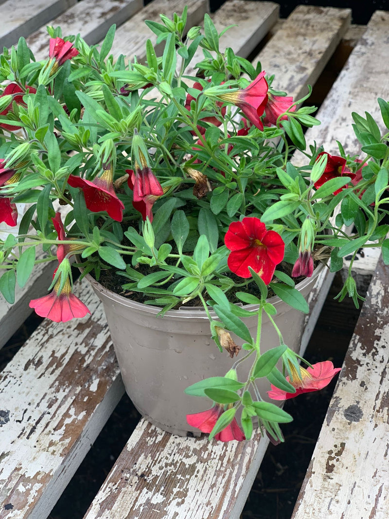Rescue - Calibrachoa Trio - 3 x 1L Pots