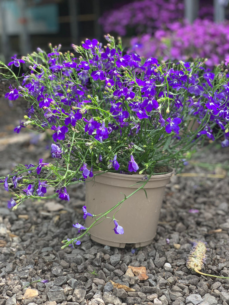 Rescue - Lobelia Trio - 3 x 1L Pots