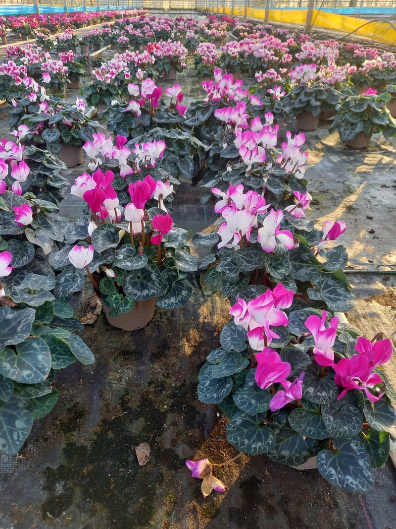 Rescue - Tray of 8 Beautiful Cyclamen Pots