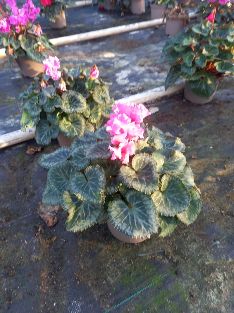 Rescue - Tray of 8 Beautiful Cyclamen Pots