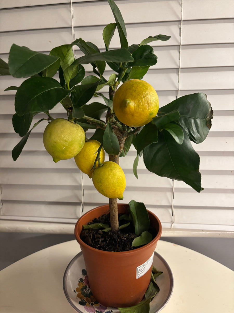 1 Large Plant – Mini Kumquat Tree, Ready to Grow Indoors or Outdoors – Hope  Plants Ltd