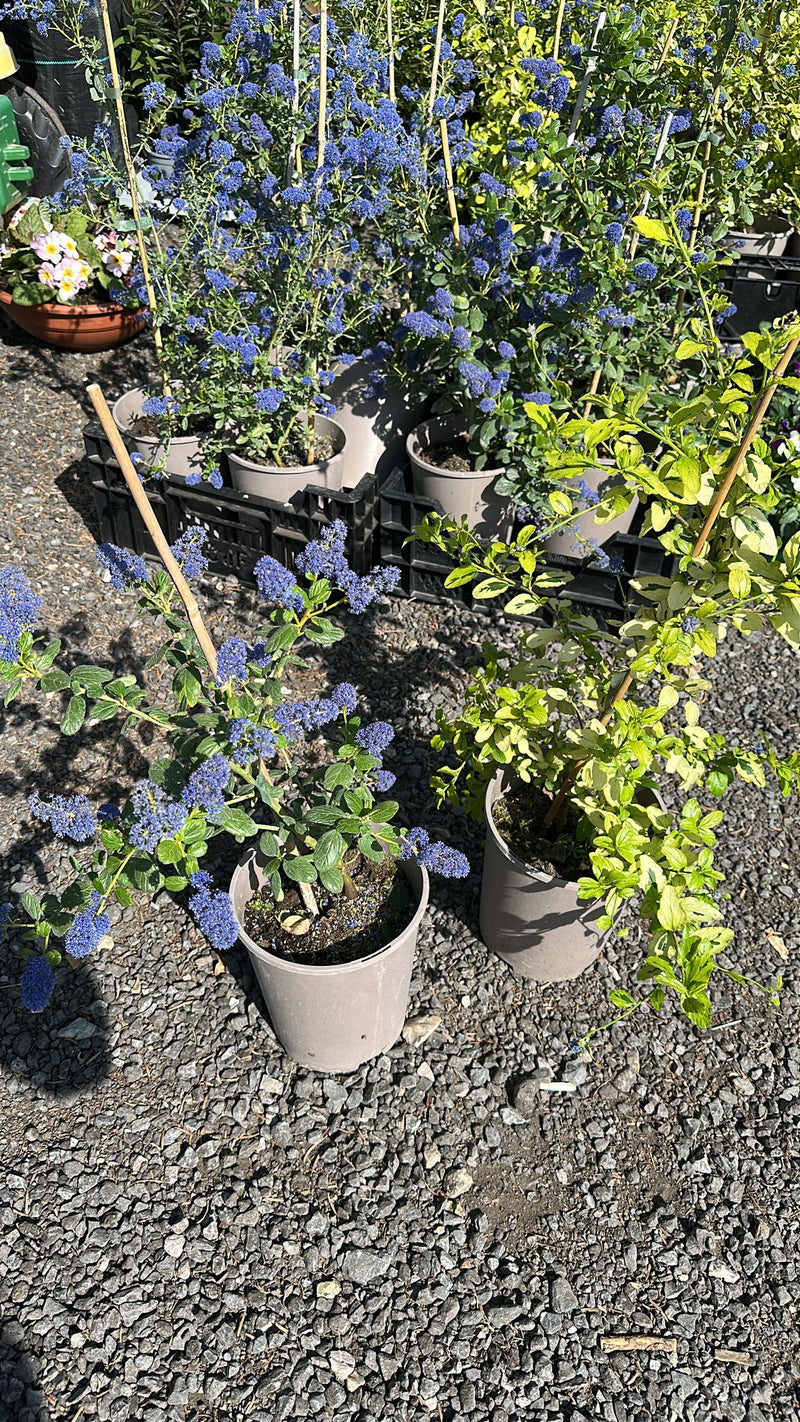 Rescue - DUO Ceanothus Mix - 2 x 3L Pots
